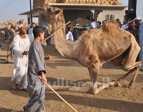 Camel beating