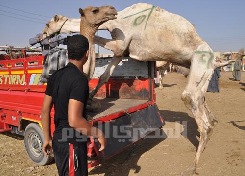 Camel loading