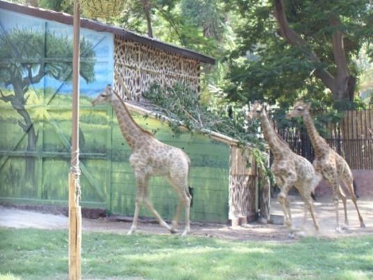 Baby giraffe at Giza Zoo committed suicide, officials claim - Egypt  Independent