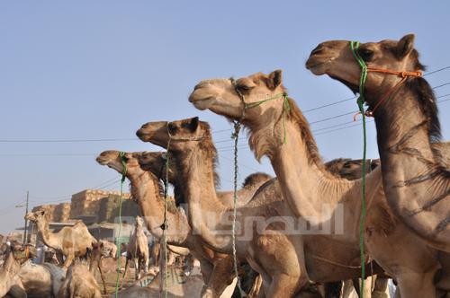 Camel market