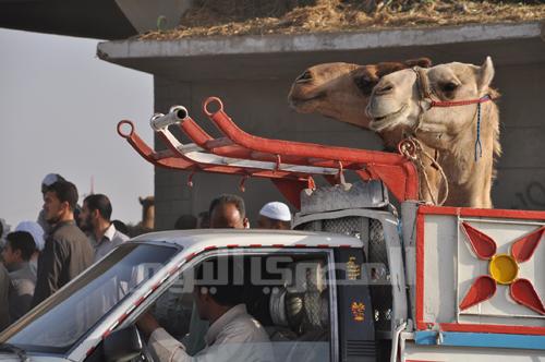 Camel in a truck