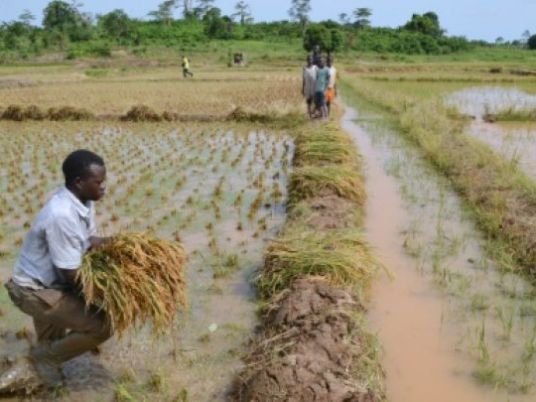 egypt-s-rice-farmers-see-rough-times-downstream-of-new-nile-mega-dam