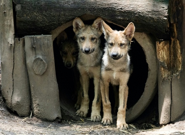 Eight wolf cubs the star attraction at Mexico City zoo - Egypt Independent