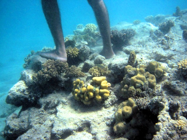 Endangered Species: Egypt's coral reefs - Egypt Independent