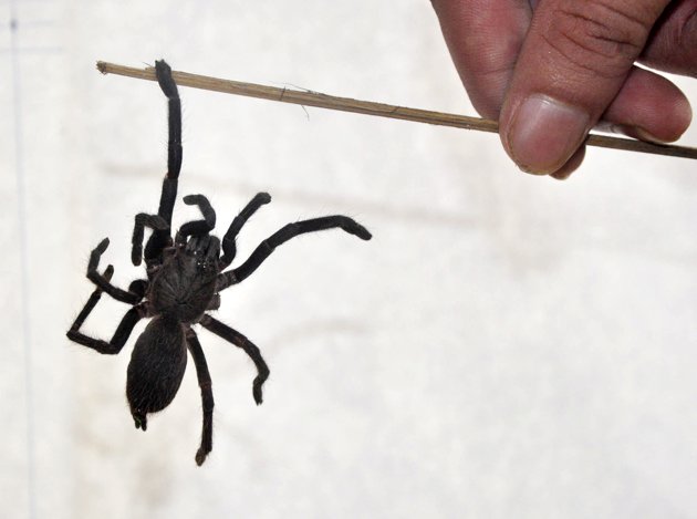 Australia Spider May Be New Species Of Deadly Funnel Web Egypt Independent