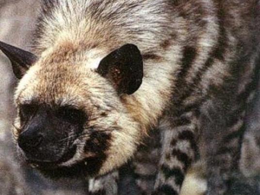 Endangered species: Egypt's Striped Hyena - Egypt Independent