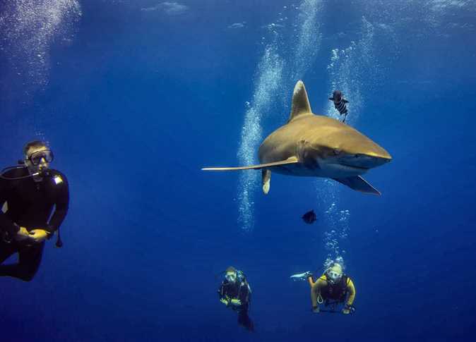 Egypt's Sea is the best diving destination: DIVE - Egypt