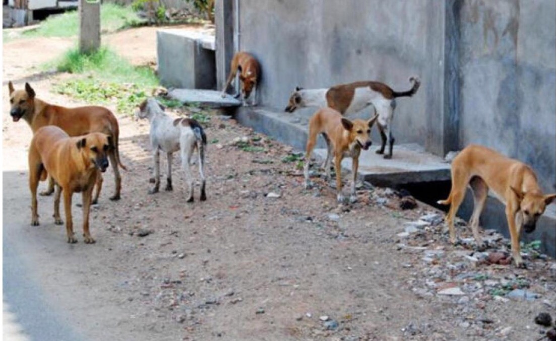 MP warns government against any murder of stray animals - Egypt Independent