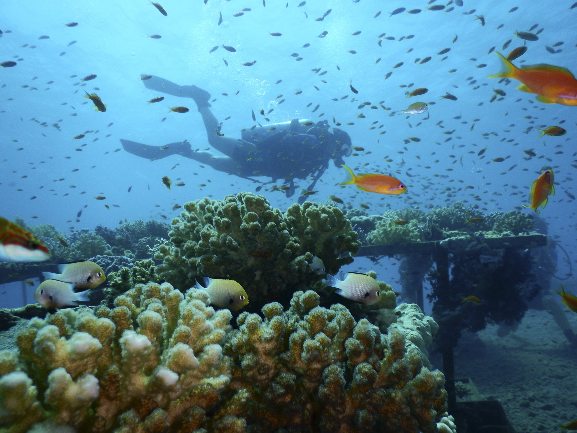Study offers renewed hope for saving the Red Sea's coral reefs - Egypt ...