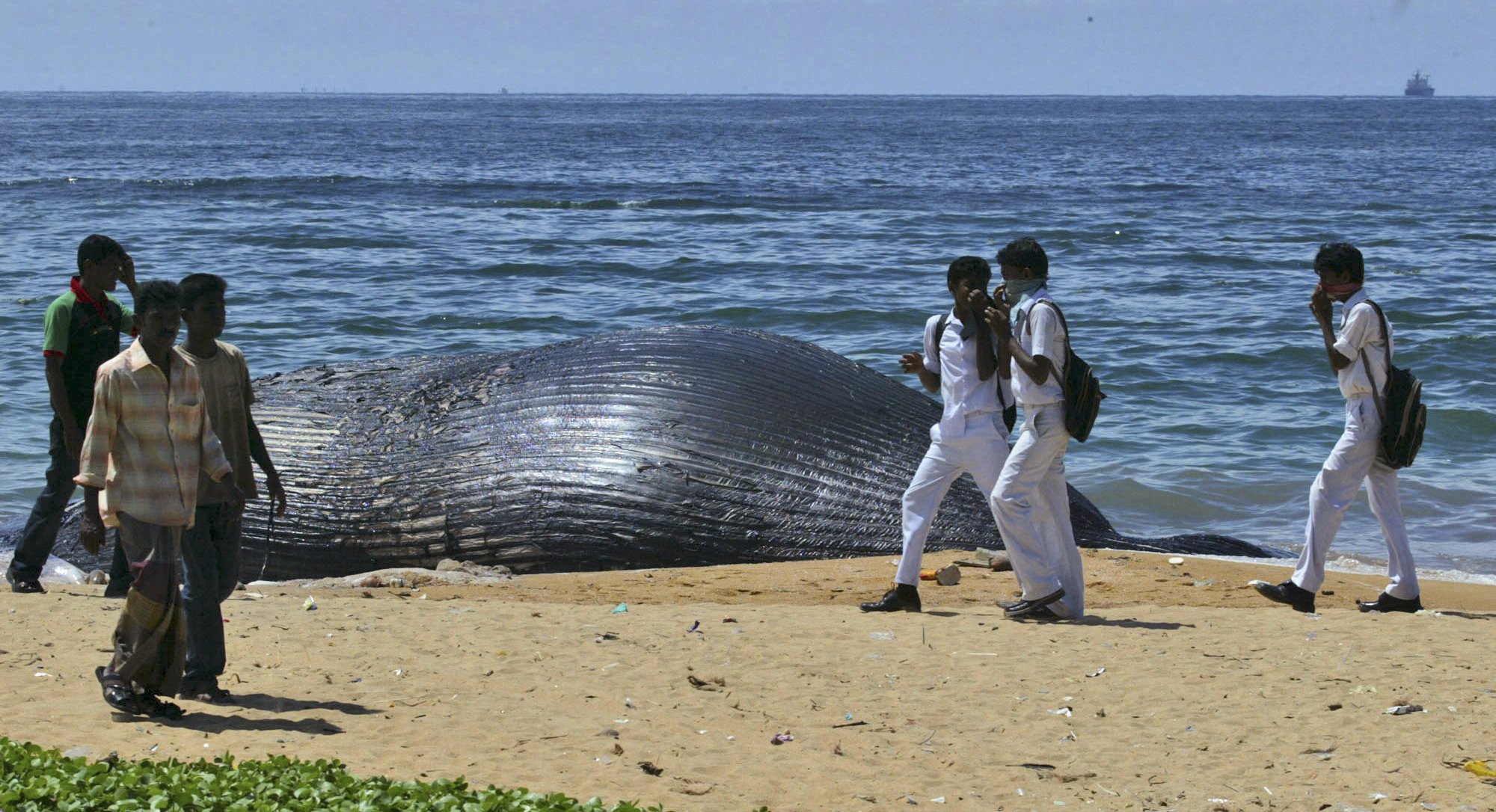 Unusual alliance in Sri Lanka forged to save blue whales - Egypt