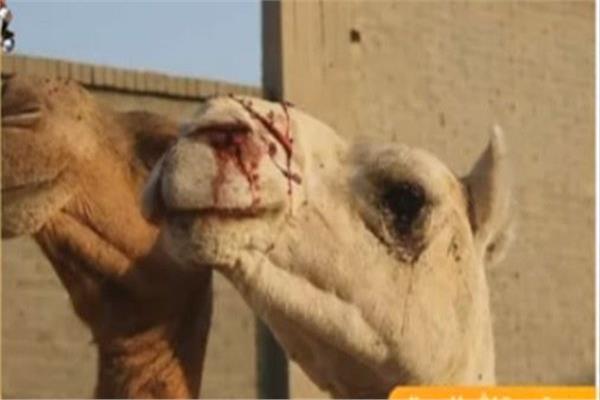 Mp Submits Briefing Request On Abuse Of Camels In Giza Egypt Independent