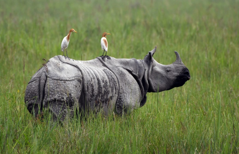 Hell in high water: Braving the monsoon to save India's rhinos - Egypt  Independent