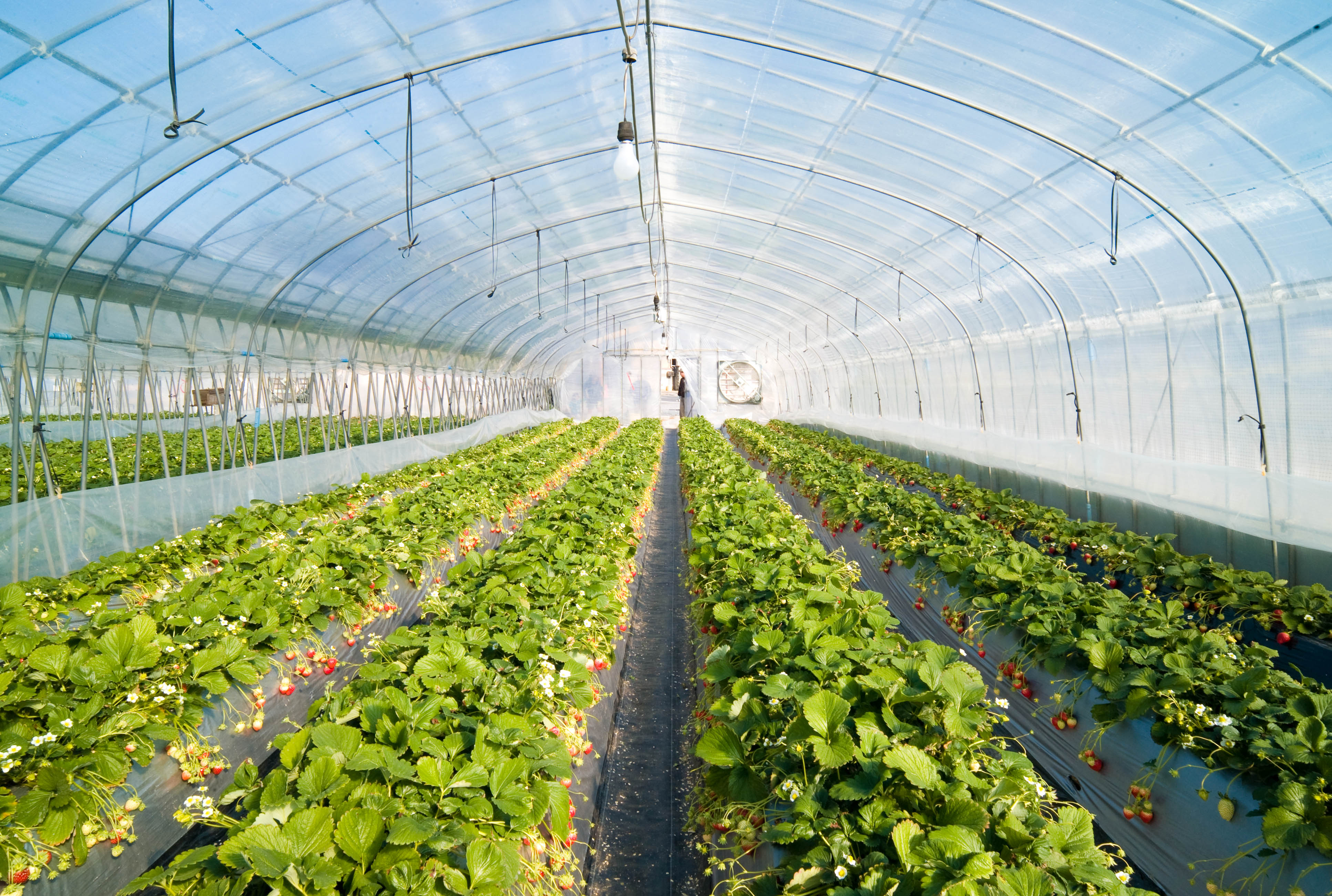 Egypt builds 1 300 greenhouses  as part of the largest 