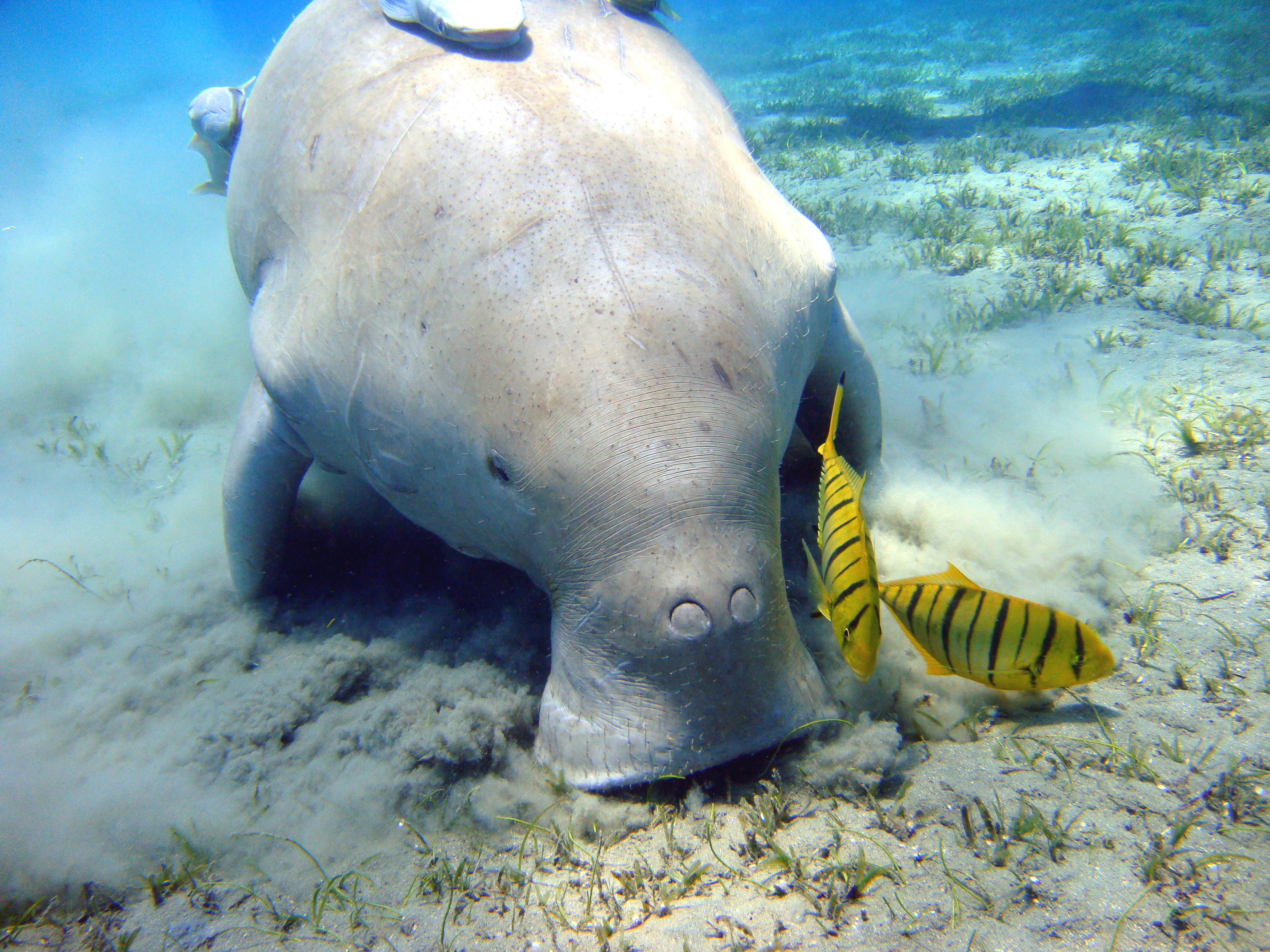 Endangered dugong found dead on Marsa Alam beach - Egypt Independent