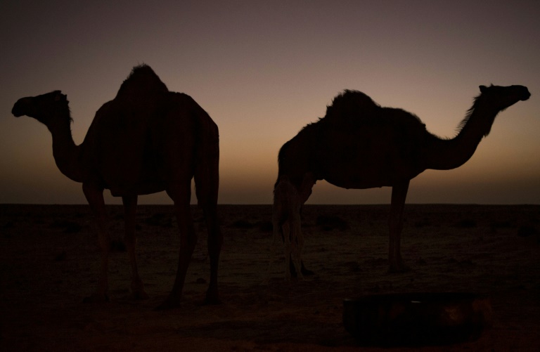 Five thousand feral camels culled in drought-hit Australia - Egypt