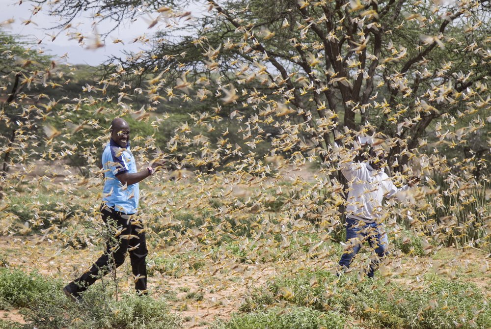 Locust outbreak, most serious in 25 years, hits East Africa Egypt