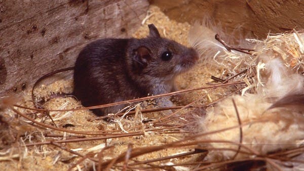 Social media 'rumors' about Hantavirus 'nonsense': Chinese ...