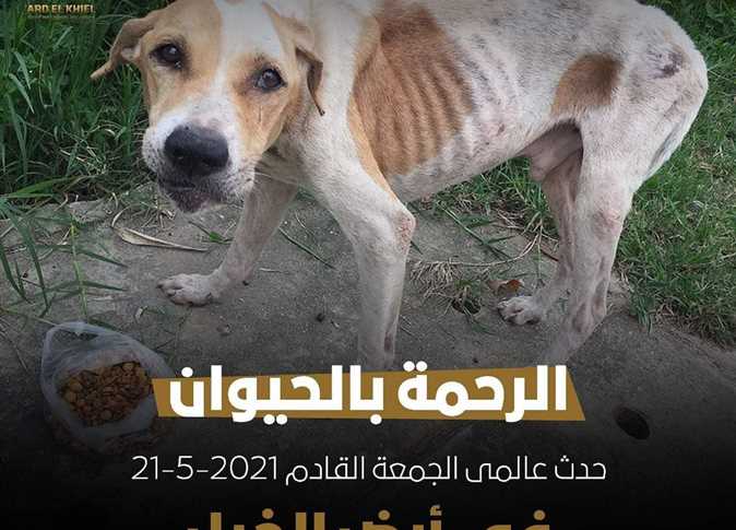 Animal Mercy Festival to kick off in Cairo Friday