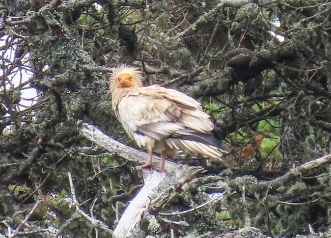 Photos: Rare Egyptian vulture sighted in UK