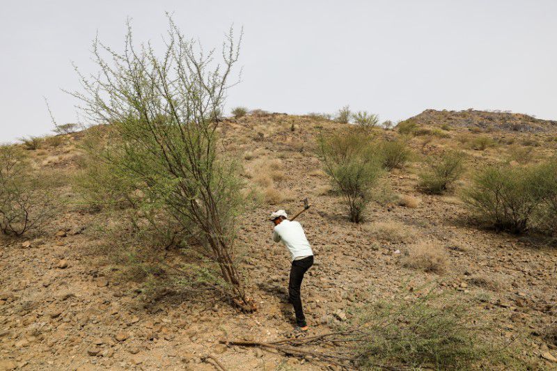 With fuel scarce, Yemen&rsquo;s forests are next casualty of war