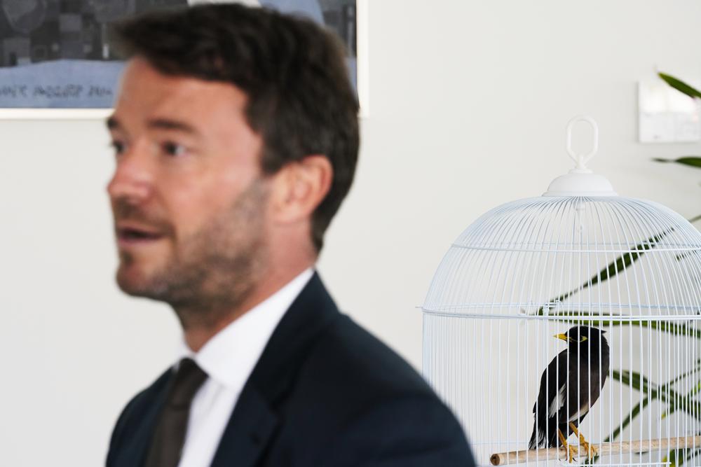 A bird stars in rare feel-good tale about Afghan evacuations