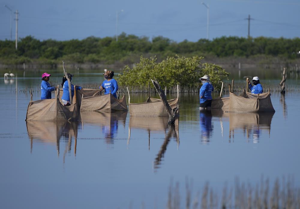 Restoring Mexico&rsquo;s mangroves can shield shores, store carbon