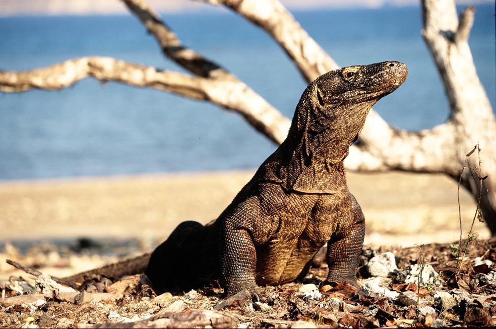 Development and conservation clash at Komodo National Park