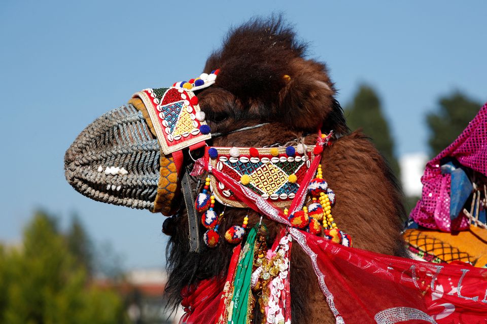 Animal rights activists slam Turkish camel wrestling festival
