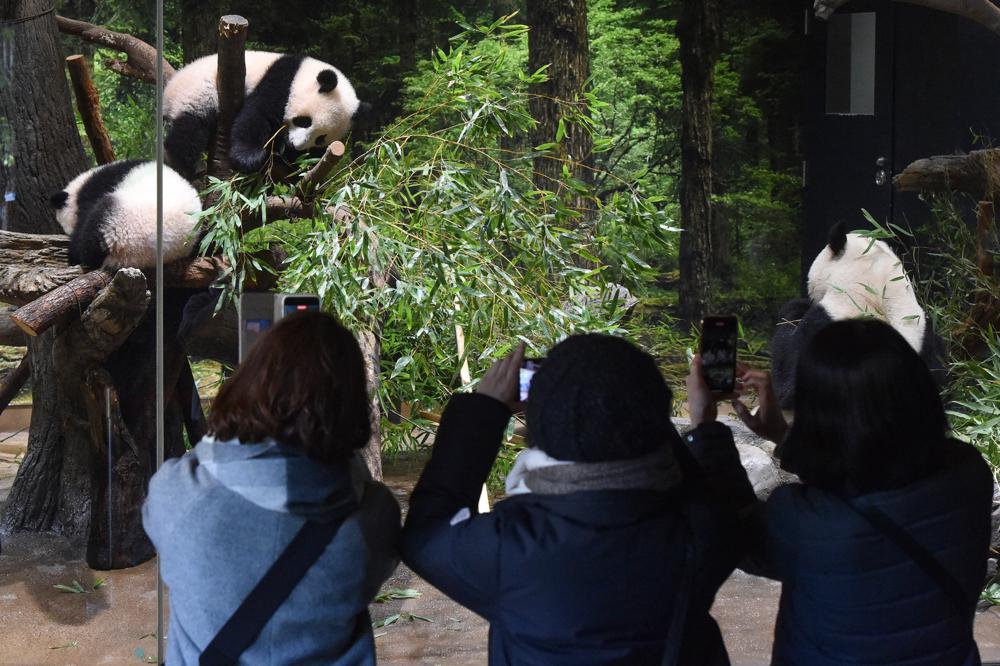 Twin panda cubs debut at Tokyo zoo, woo devoted fans Twin panda cubs debut at Tokyo zoo, woo devoted fans