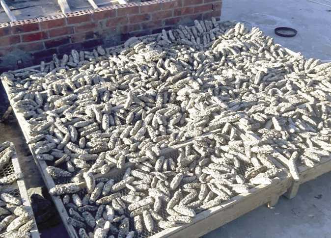 Egypt authorities seize large quantity of endangered sea cucumbers