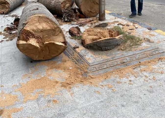 Photos: Alexandria Governorate issues statement on cutting trees at neighborhoods