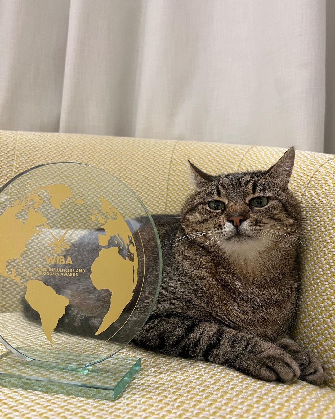 Famous internet cat from Kharkiv helps raise money for animal shelters