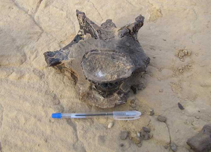 Egyptian scientists document fossil of 98-million-year-old dinosaur in Bahariya Oasis