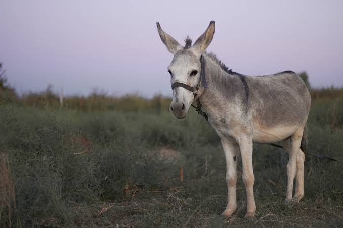 Thousands of decomposed donkeys found in Fayoum