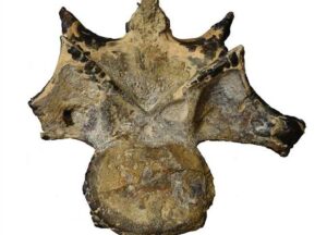 Egyptian scientists document fossil of 98-million-year-old dinosaur in Bahariya Oasis