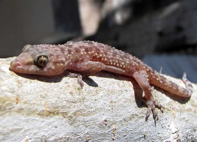 Egyptian gecko invasion forces Israel to declare emergency