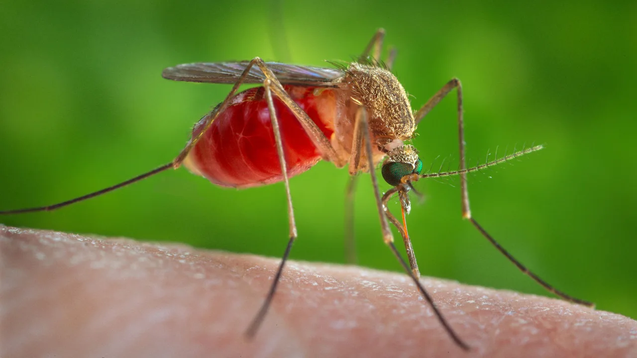 Warning signs for West Nile virus are starting to flash on the West Coast, experts say - Vimarsana News