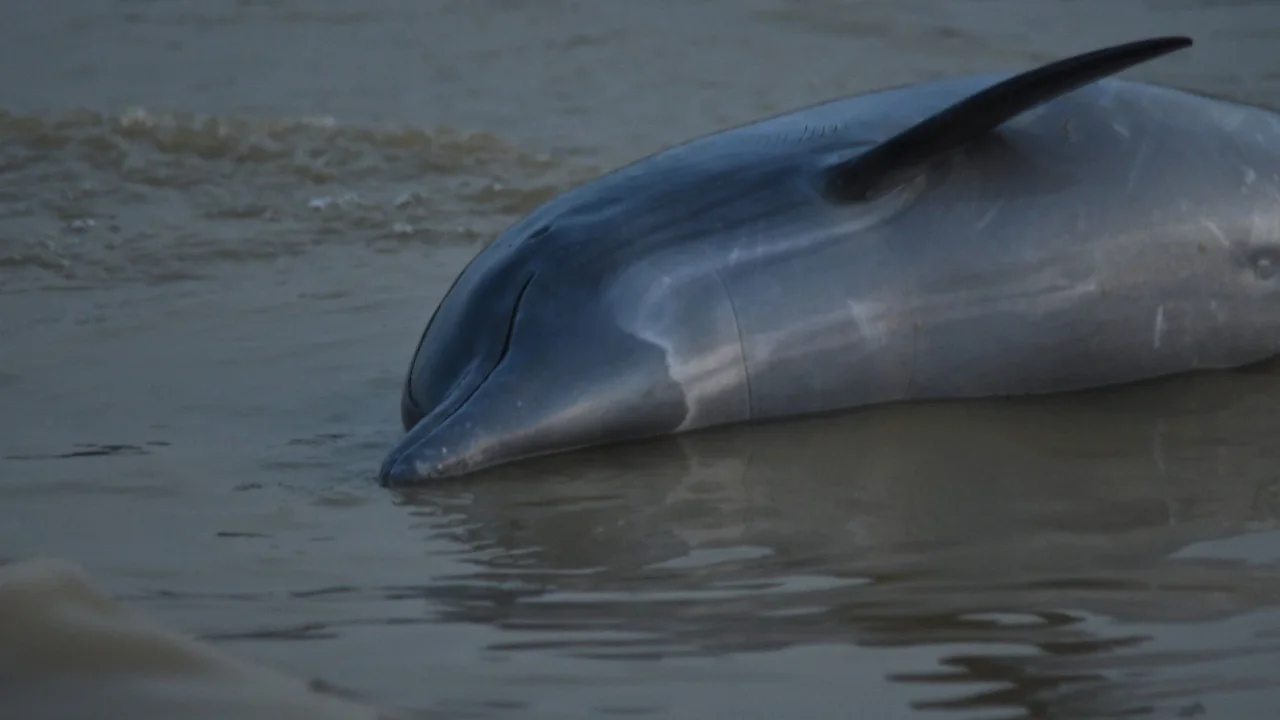 Dead dolphin found on Egypt&rsquo;s North Coast beach