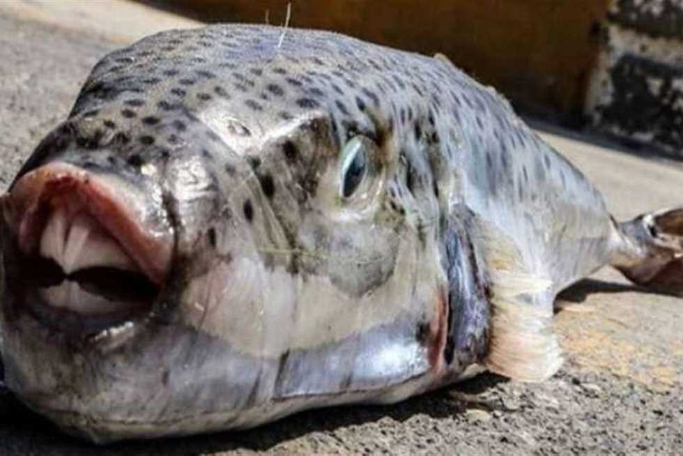 Health authorities in Sohag warn citizens against poisonous rabbitfish - Vimarsana News