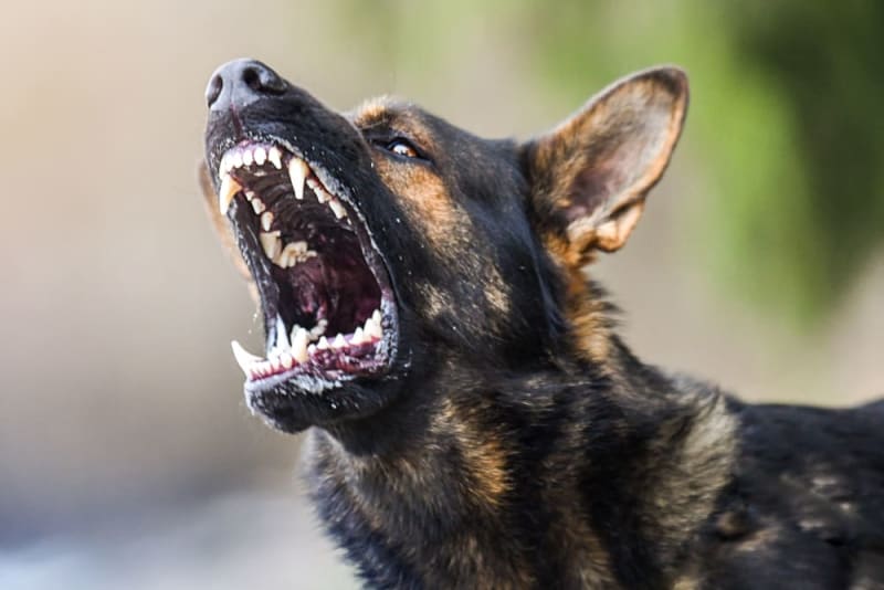 Rabid stray dog attacks 16 people in Assiut