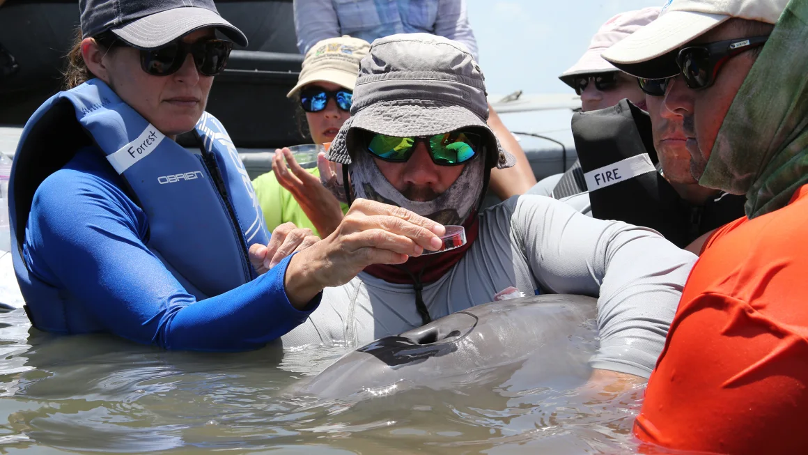 Wild dolphins off US Southeast coast found with microplastics in their breath, study says