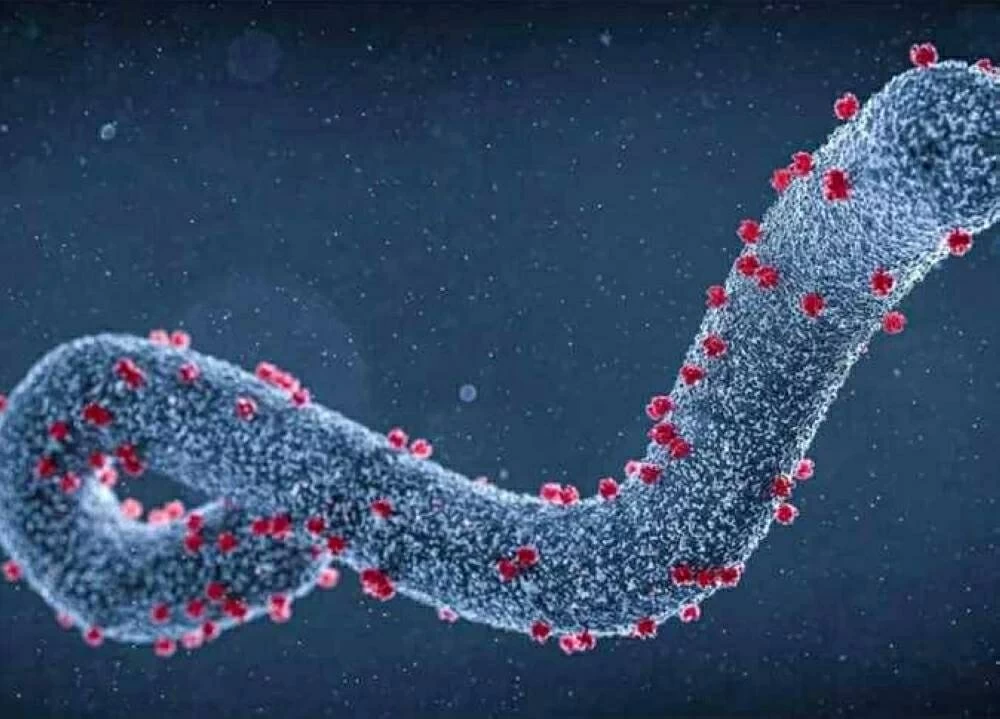 Marburg virus threat to Egypt?