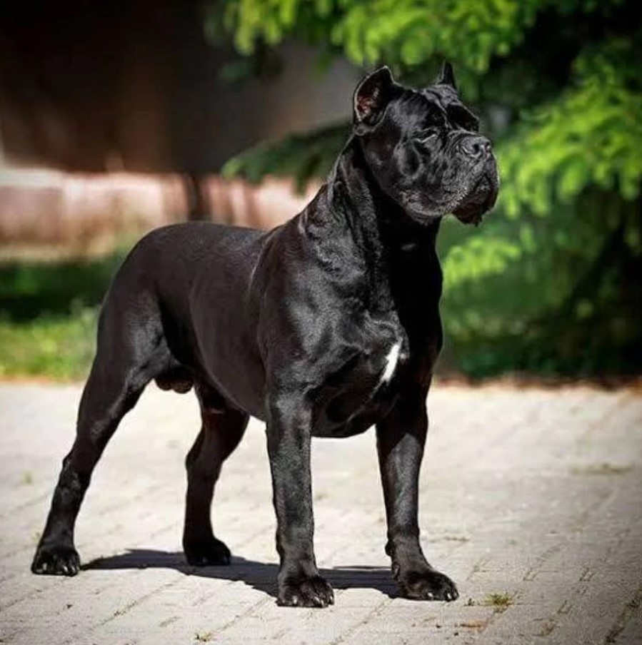 Dangerous dog attacks child at Giza neighborhood