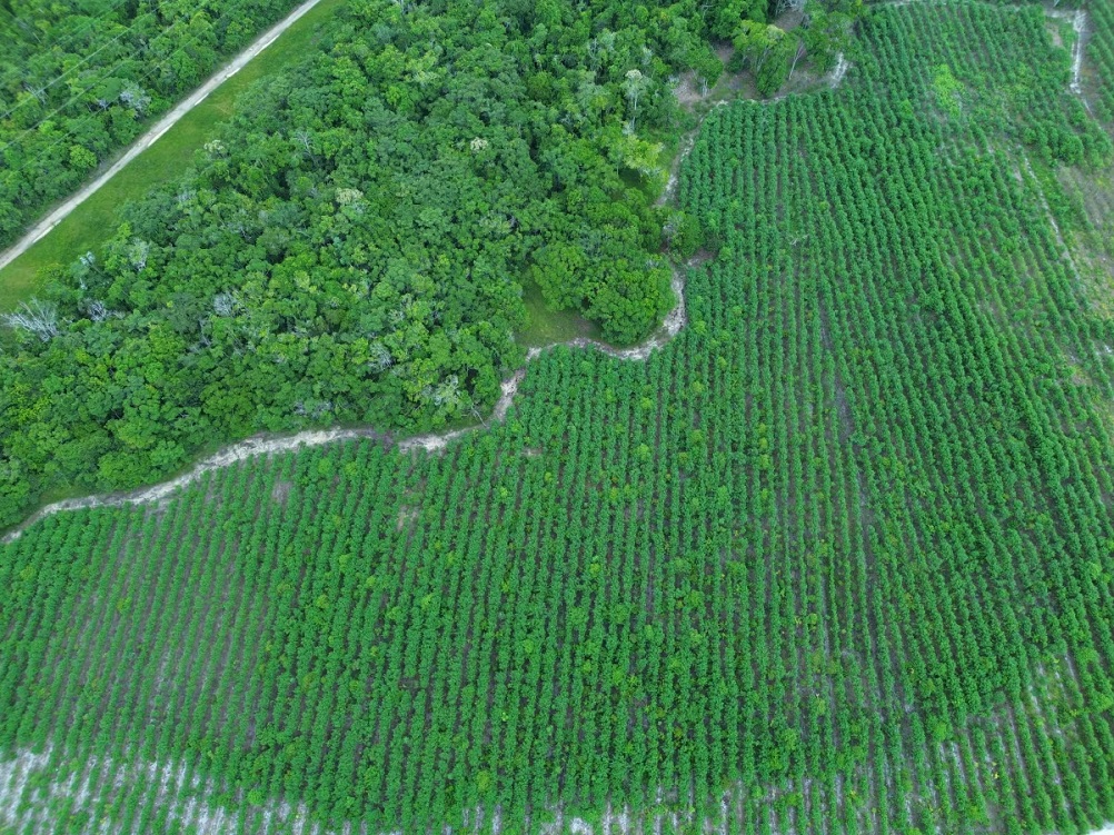 How drones and AI are protecting the Brazilian rainforest
