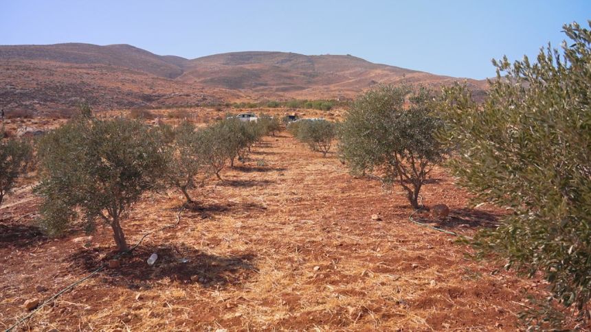 Savage beatings and dying trees: How West Bank settler violence is impacting Palestinians&rsquo; olive harvest