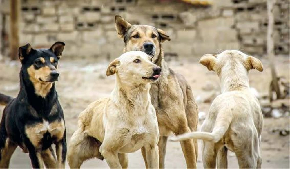 Over 5,000 stray dogs in Giza vaccinated and sterilized within six months