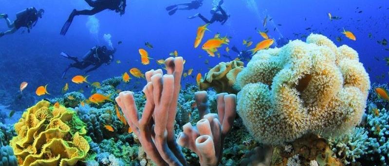 Tourism min. discusses proposals to develop diving, marine activities in Sharm El Sheikh