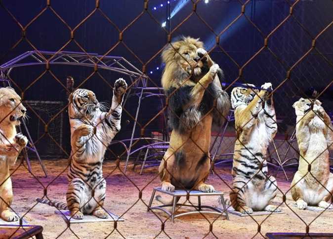 Egypt bans live animal performances in hotels and restaurants