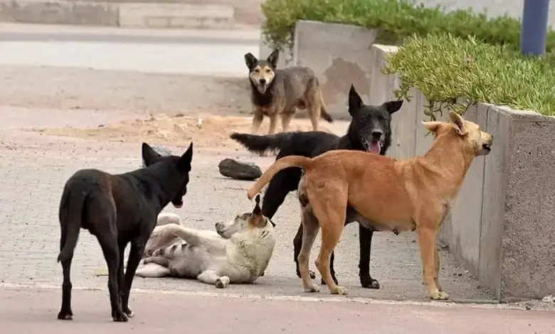 Egypt exports stray dogs to Switzerland for security work: P