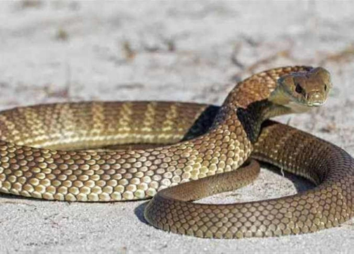 Sharqiya Governorate reports rise in deaths and injuries from snake bites